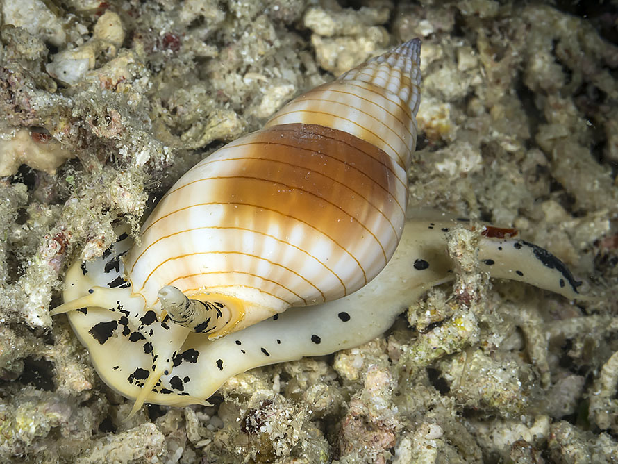 Nassarius glans